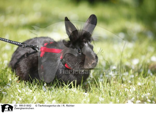 Zwergkaninchen / dwarf rabbit / RR-51892