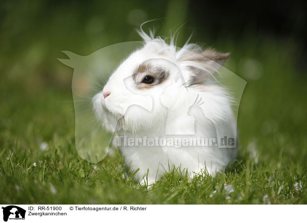 Zwergkaninchen / dwarf rabbit / RR-51900