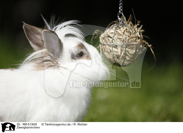 Zwergkaninchen / dwarf rabbit / RR-51909