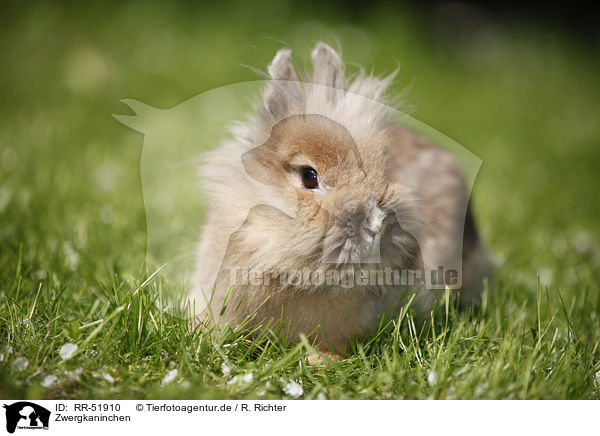 Zwergkaninchen / dwarf rabbit / RR-51910