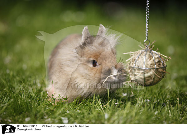 Zwergkaninchen / dwarf rabbit / RR-51911