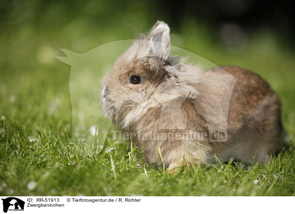 Zwergkaninchen / dwarf rabbit / RR-51913
