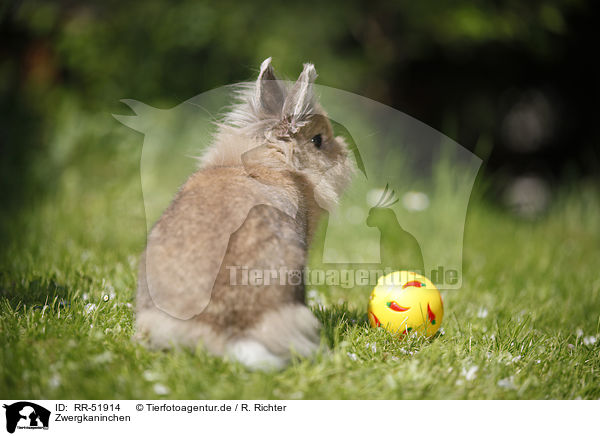 Zwergkaninchen / dwarf rabbit / RR-51914