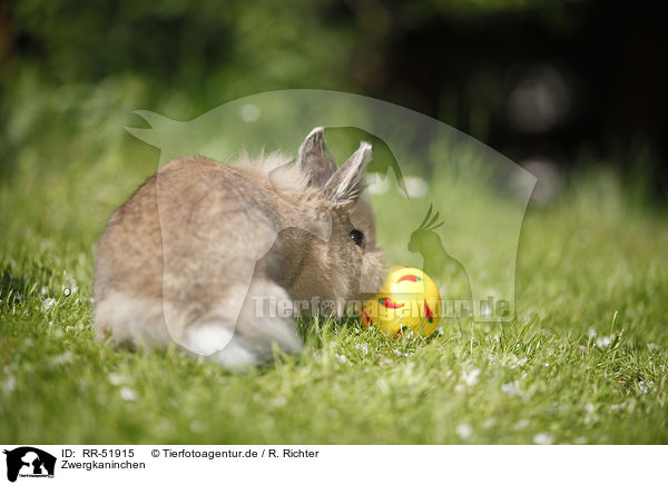 Zwergkaninchen / dwarf rabbit / RR-51915