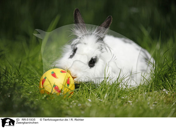 Zwergkaninchen / dwarf rabbit / RR-51935