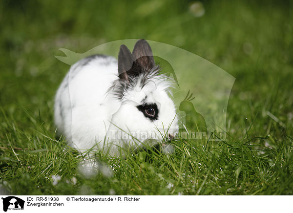 Zwergkaninchen / dwarf rabbit / RR-51938