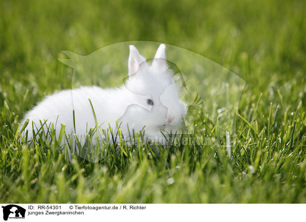 junges Zwergkaninchen / young dwarf rabbit / RR-54301