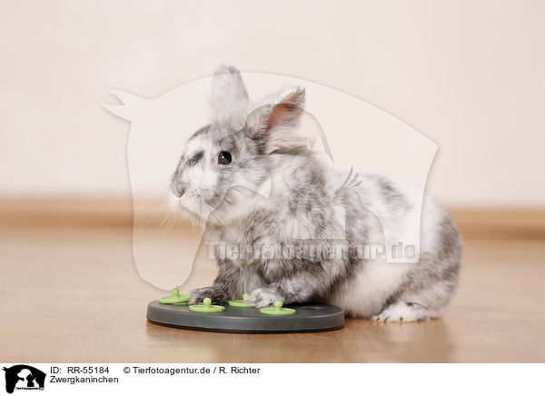 Zwergkaninchen / dwarf rabbit / RR-55184