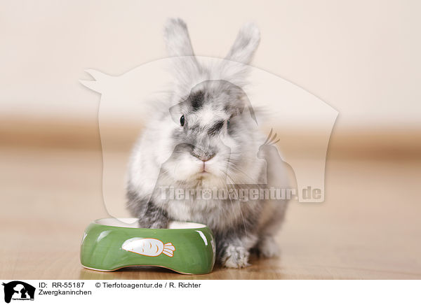 Zwergkaninchen / dwarf rabbit / RR-55187