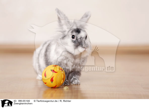 Zwergkaninchen / dwarf rabbit / RR-55190