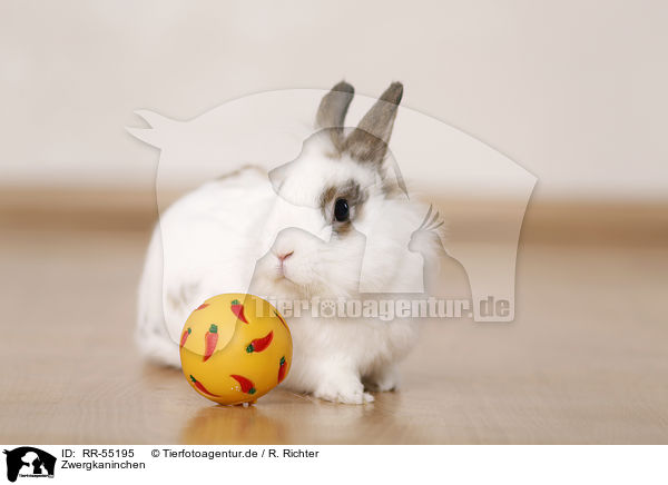 Zwergkaninchen / dwarf rabbit / RR-55195
