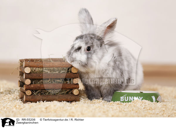 Zwergkaninchen / dwarf rabbit / RR-55206