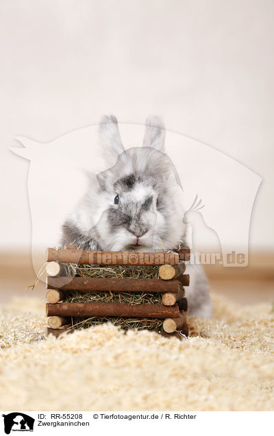 Zwergkaninchen / dwarf rabbit / RR-55208