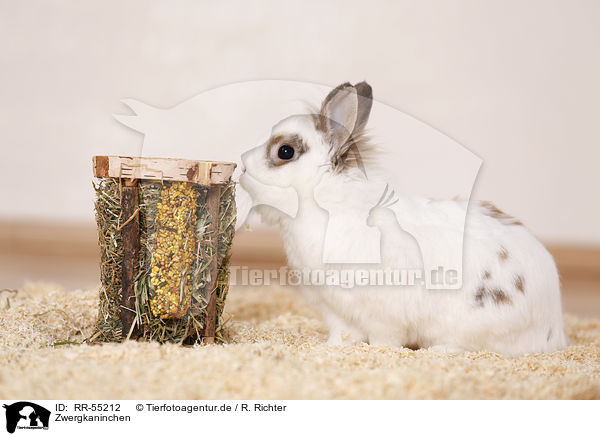 Zwergkaninchen / dwarf rabbit / RR-55212