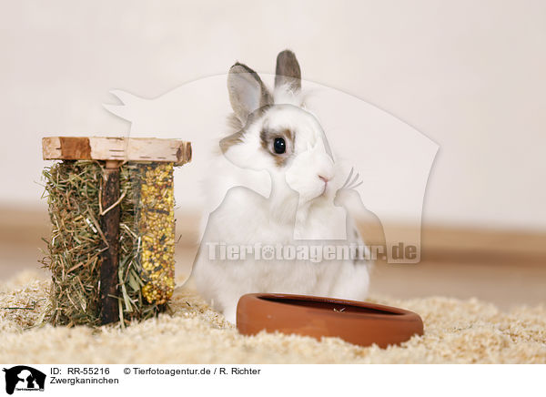 Zwergkaninchen / dwarf rabbit / RR-55216