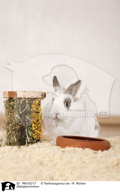 Zwergkaninchen / dwarf rabbit / RR-55217