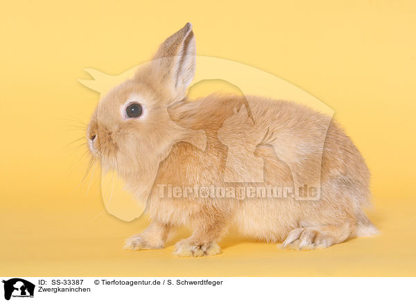 Zwergkaninchen / dwarf rabbit / SS-33387