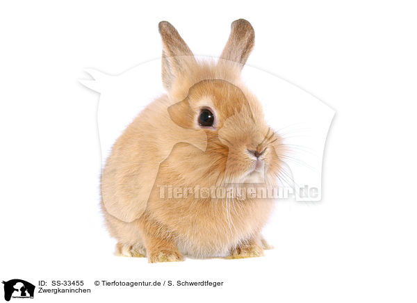 Zwergkaninchen / dwarf rabbit / SS-33455