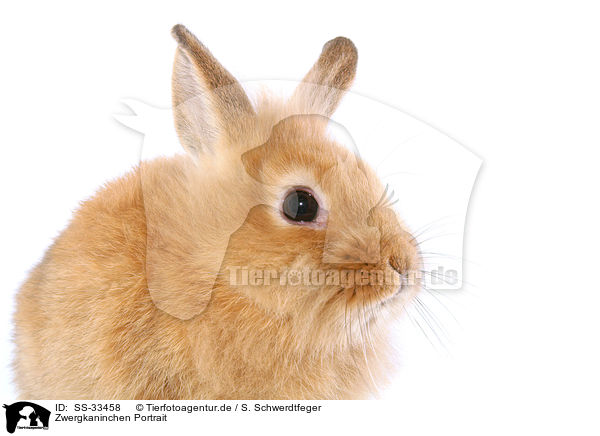 Zwergkaninchen / dwarf rabbit / SS-33458