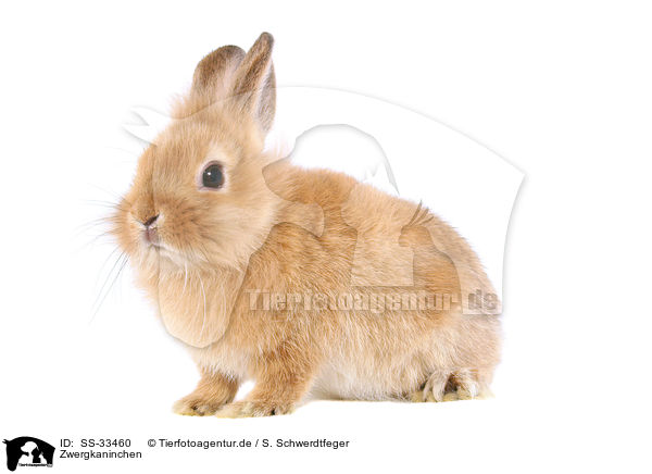 Zwergkaninchen / dwarf rabbit / SS-33460