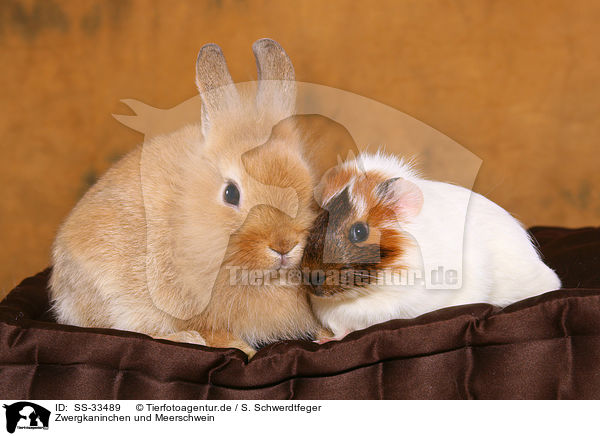 Zwergkaninchen und Meerschwein / dwarf rabbit and guinea pig / SS-33489