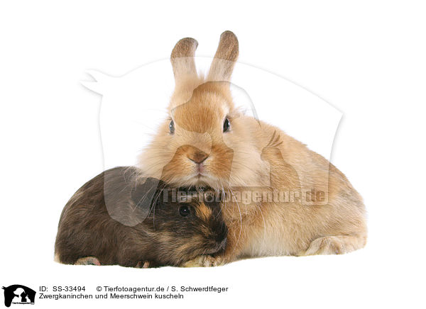 Zwergkaninchen und Meerschwein kuscheln / snuggling dwarf rabbit and guinea pig / SS-33494