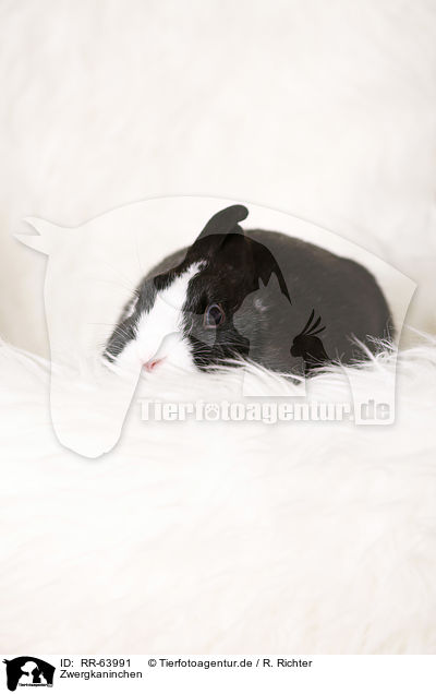 Zwergkaninchen / dwarf rabbit / RR-63991