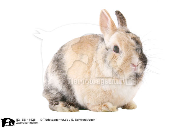 Zwergkaninchen / dwarf rabbit / SS-44528