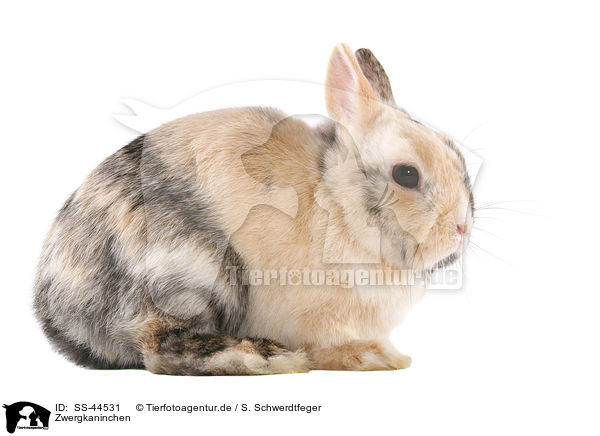 Zwergkaninchen / dwarf rabbit / SS-44531