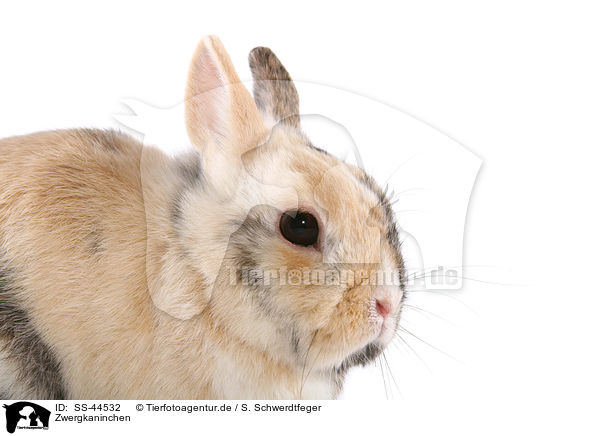 Zwergkaninchen / dwarf rabbit / SS-44532