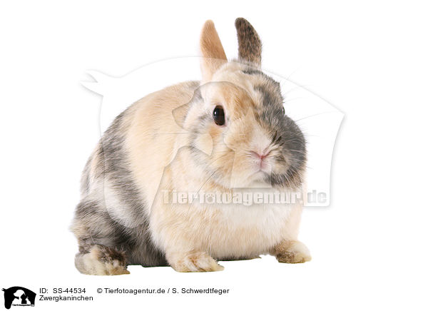 Zwergkaninchen / dwarf rabbit / SS-44534