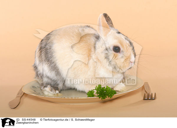 Zwergkaninchen / dwarf rabbit / SS-44548