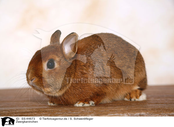 Zwergkaninchen / dwarf rabbit / SS-44673