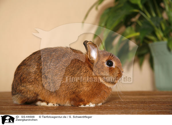 Zwergkaninchen / dwarf rabbit / SS-44688
