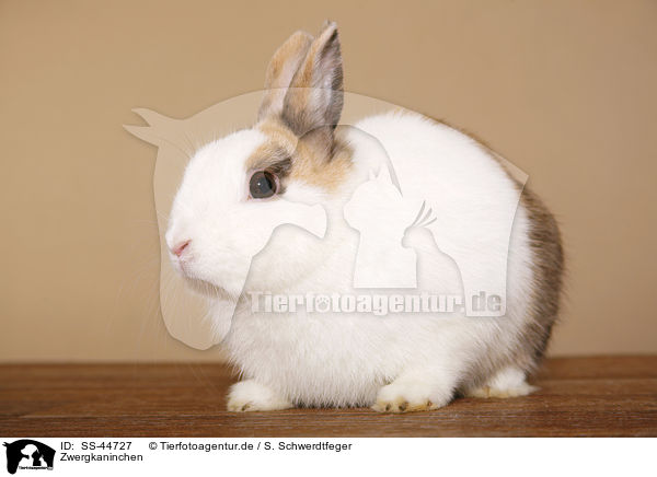 Zwergkaninchen / dwarf rabbit / SS-44727