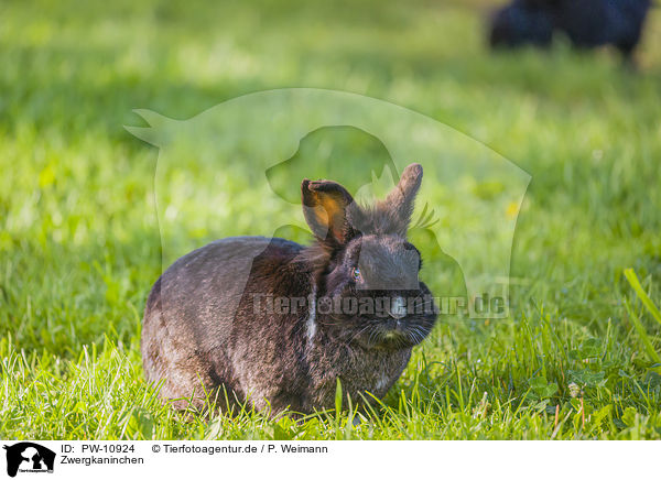 Zwergkaninchen / dwarf rabbit / PW-10924