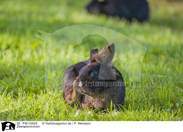Zwergkaninchen / dwarf rabbit / PW-10925