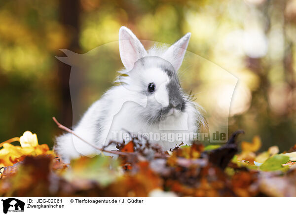 Zwergkaninchen / pygmy bunny / JEG-02061