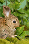 fressendes junges Zwergkaninchen