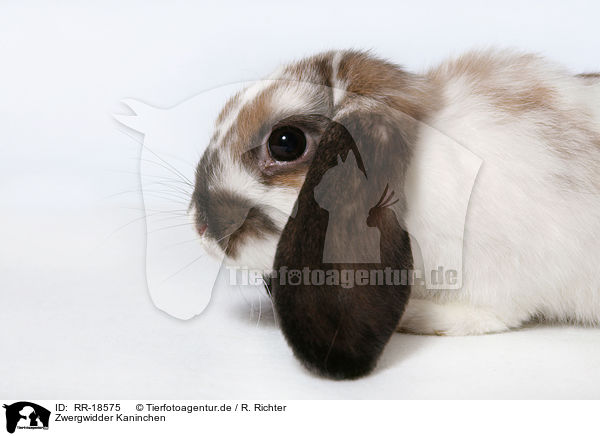 Zwergwidder Kaninchen / pigmy lop ears bunny / RR-18575