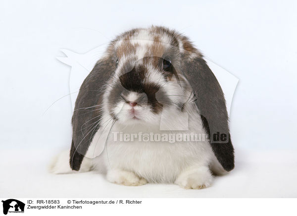 Zwergwidder Kaninchen / pigmy lop ears bunny / RR-18583