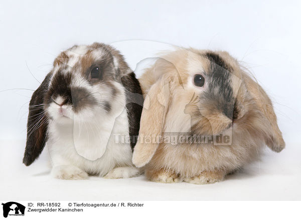 Zwergwidder Kaninchen / pigmy lop ears bunny / RR-18592