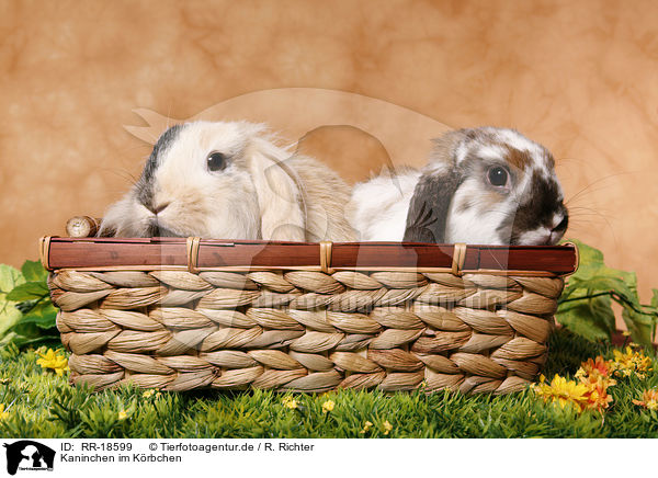 Kaninchen im Krbchen / bunny in basket / RR-18599