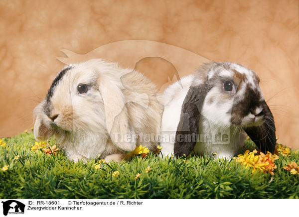 Zwergwidder Kaninchen / pigmy lop ears bunny / RR-18601