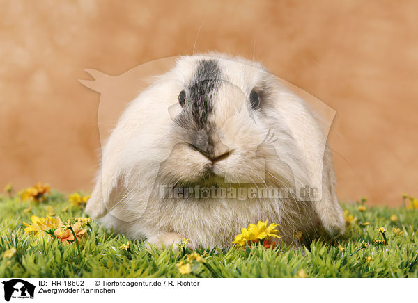 Zwergwidder Kaninchen / pigmy lop ears bunny / RR-18602