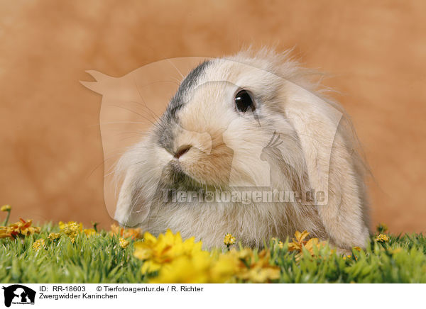 Zwergwidder Kaninchen / pigmy lop ears bunny / RR-18603