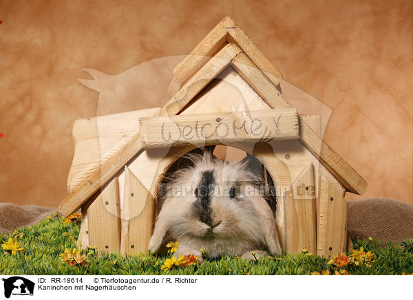 Kaninchen mit Nagerhuschen / bunny with rodent house / RR-18614