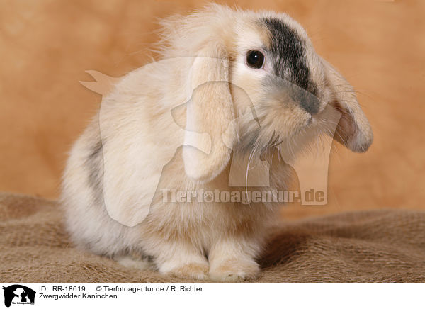 Zwergwidder Kaninchen / pigmy lop ears bunny / RR-18619