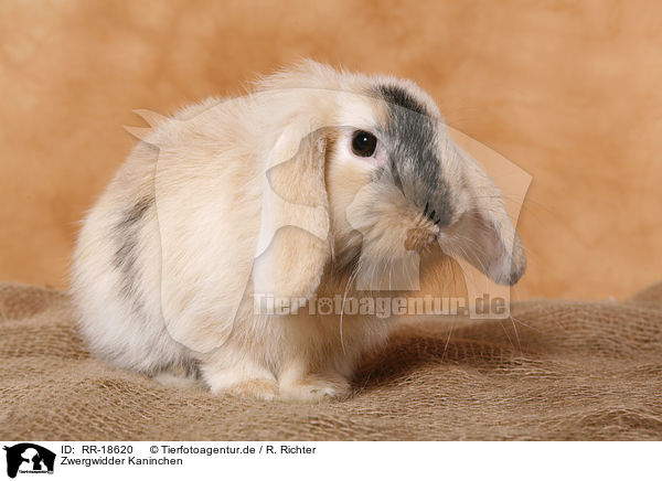 Zwergwidder Kaninchen / pigmy lop ears bunny / RR-18620