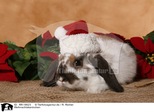 Weihnachtskaninchen / christmas bunny / RR-18623